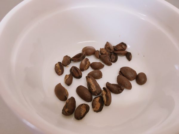 【レビュー】スタバのコーヒー豆「エルサルバドル モンテカルロス エステート カトゥアイ」はおすすめ？飲んだ感想を正直に述べる