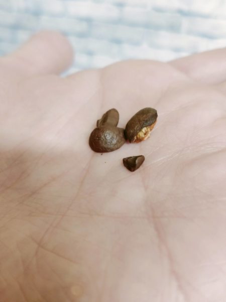 加藤珈琲店のコーヒー豆「ゴールデンブレンド」を飲んだ正直な感想を述べる