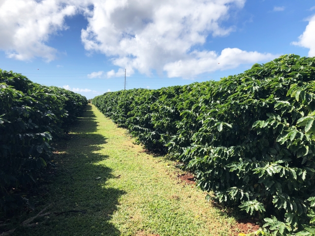コロンビアコーヒー豆の栽培環境