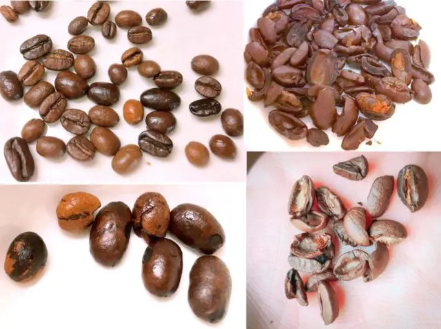 コーヒーの欠点豆とは 種類と見分け方 どんな味か実際に飲んでみた 山口的おいしいコーヒーブログ