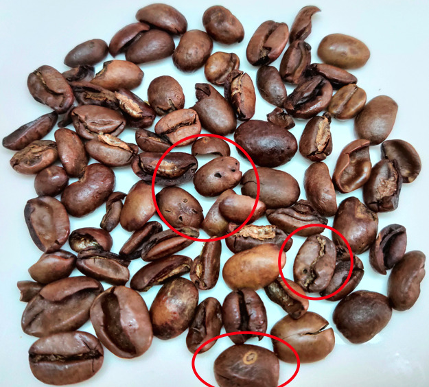 コーヒーの欠点豆とは？種類と見分け方、どんな味か実際に飲んでみた