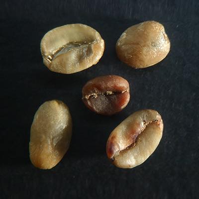 発酵豆