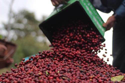コーヒー豆の新品種「スターマヤ コスタリカSHB」