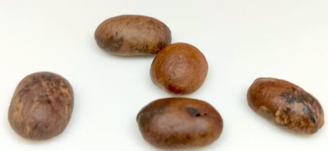 パオコーヒーの豆「トラジャ カロシ ランテカルア」おすすめ？正直な感想をレビュー