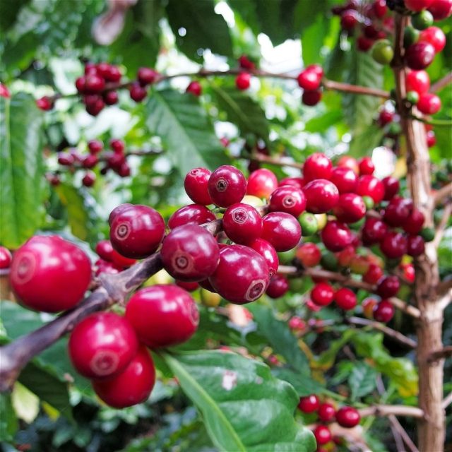 コーヒー豆の栽培方法を解説！自宅・ビニールハウスでのコーヒーノキの育て方