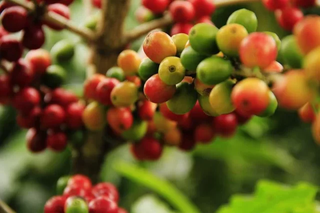 【一覧表あり】コーヒー豆の産地ごとの特徴を知って好みの種類を見つけよう！