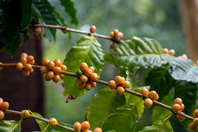 イエローブルボンと呼ばれるコーヒーの品種「アマレロ」とは？特徴や歴史、おすすめの豆を3つ紹介！
