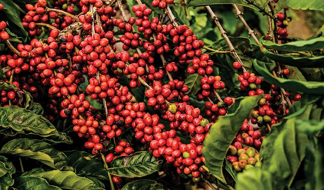コーヒーの品種「ロブスタ種」とは？味の特徴やアラビカ種との違い、おすすめの豆を3つ紹介！