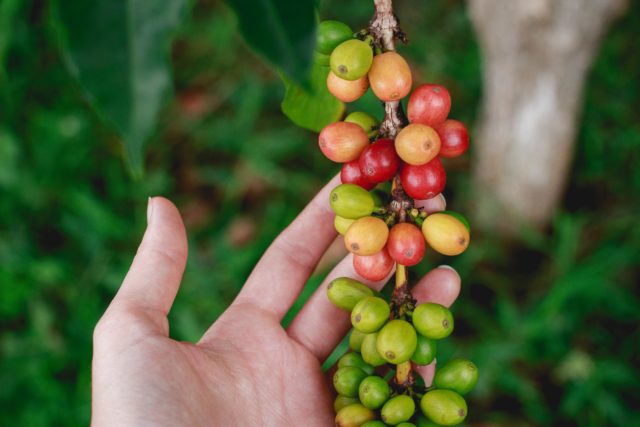 コーヒーの品種「ムンドノーボ」とは？特徴や歴史、おすすめの豆を3つ紹介！