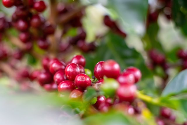 コーヒーの品種「パカマラ」とは？特徴や歴史、おすすめの豆を3つ紹介！