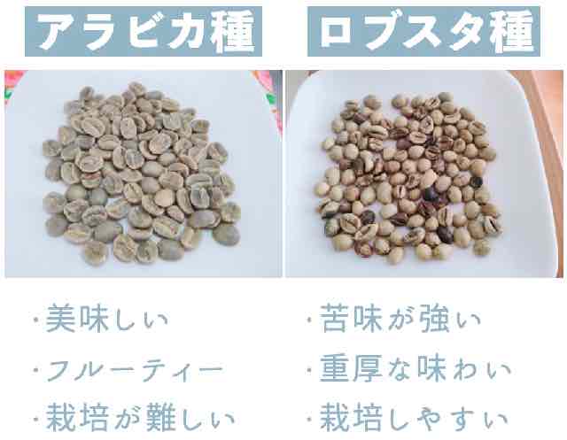 コーヒー豆の種類は「アラビカ種」がおすすめ