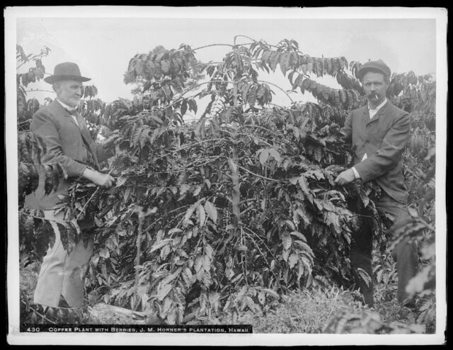 ブラジルからティピカ種を持ち込んだのがコナコーヒー栽培の始まり